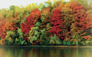 maple trees by the river